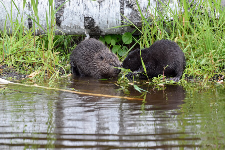бобры