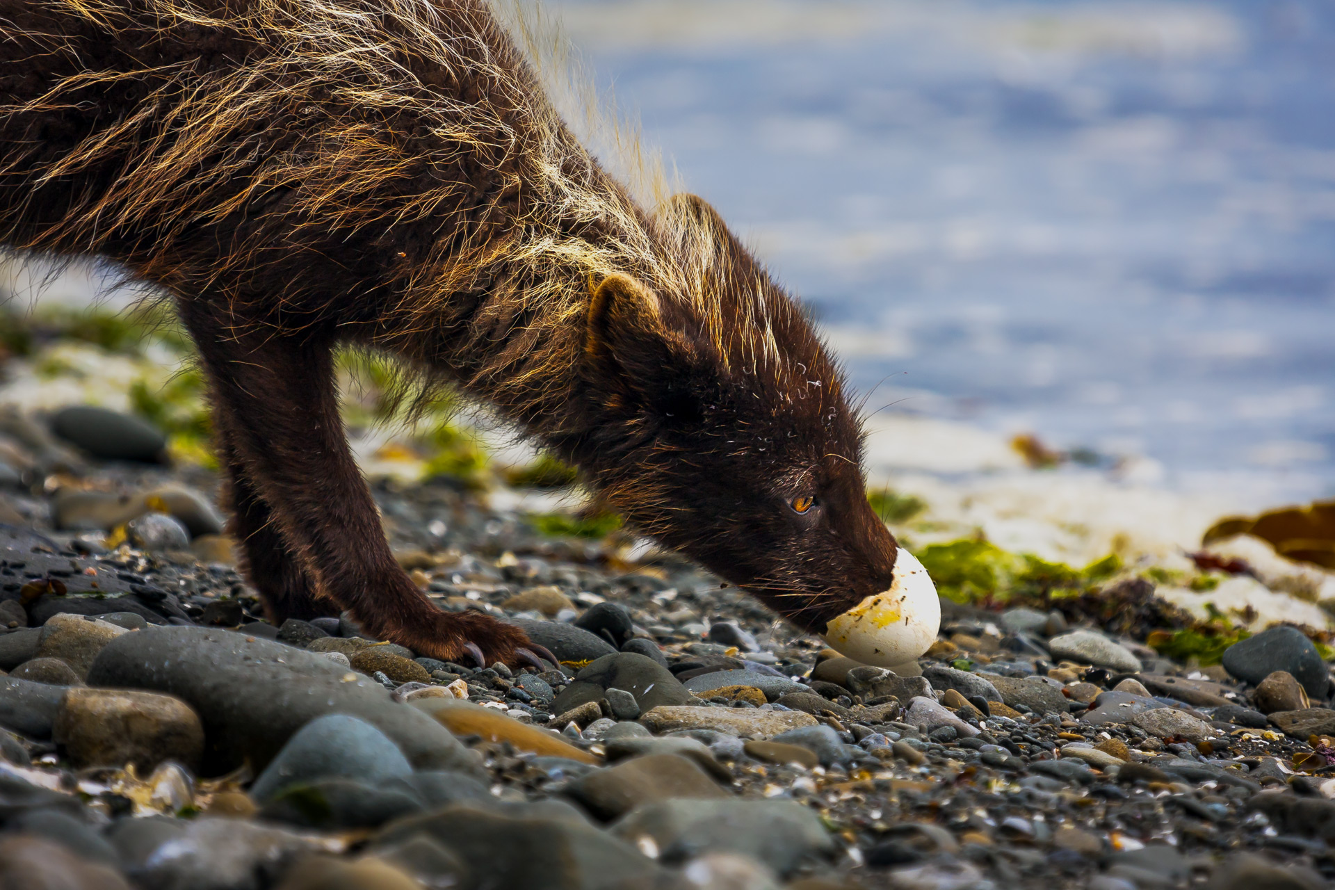 Запах яичницы