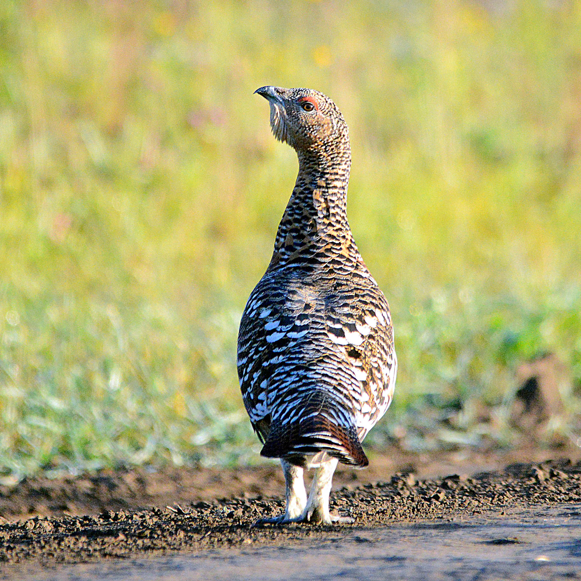 Таежная модница