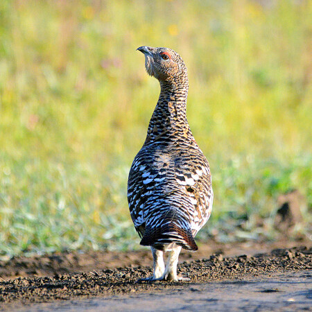 Таежная модница