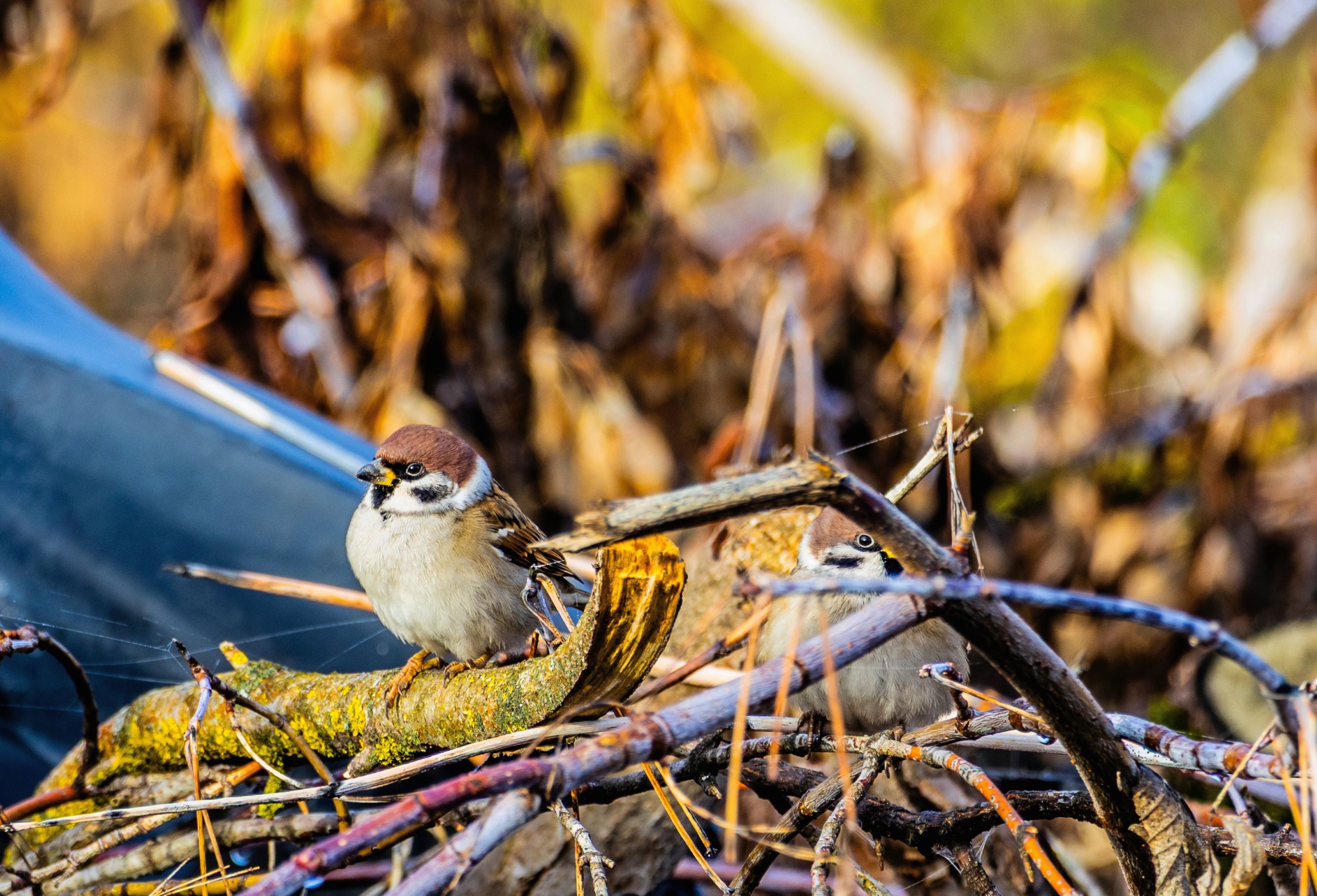 воробьишки