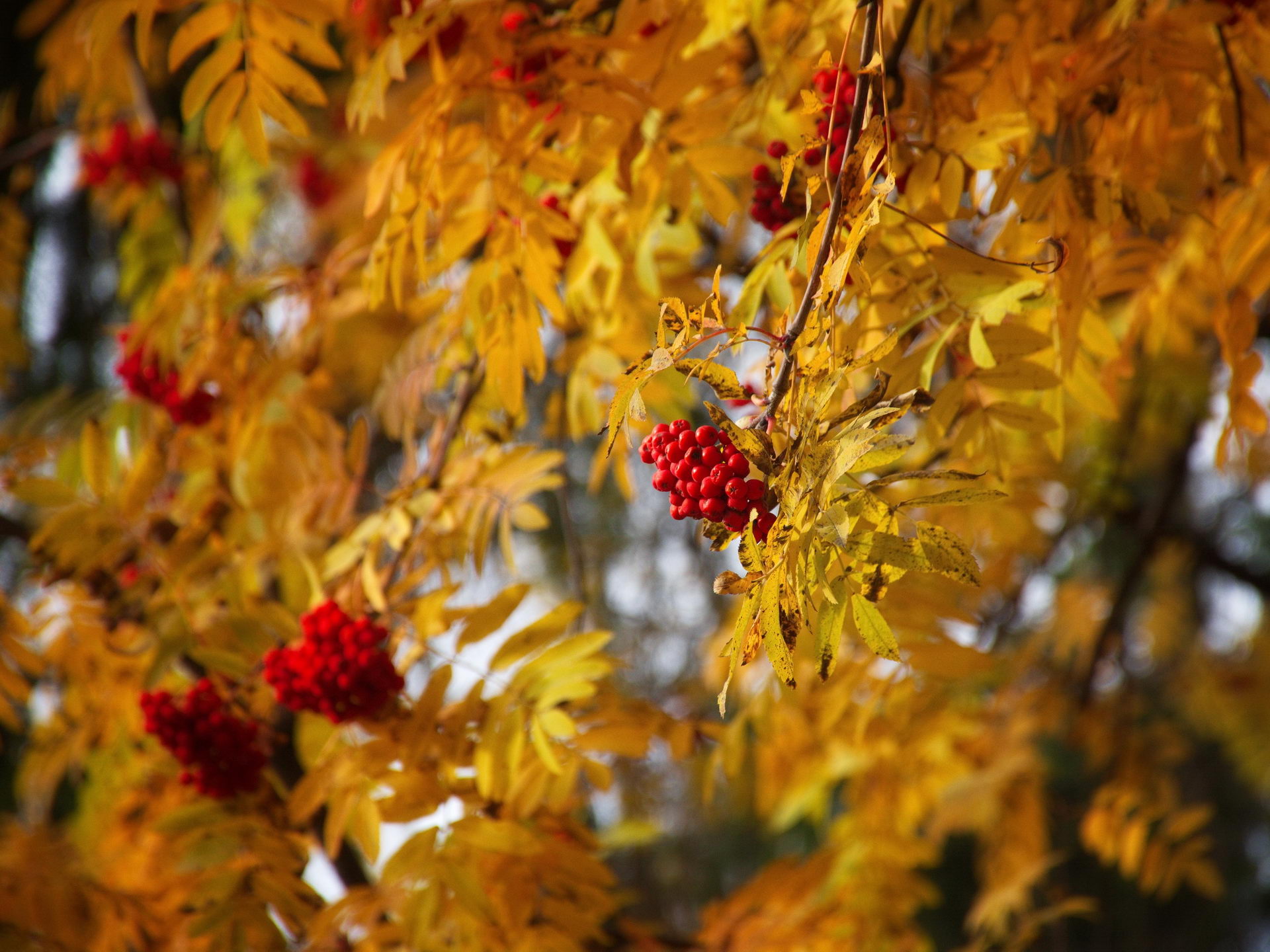 Костёр рябины красной