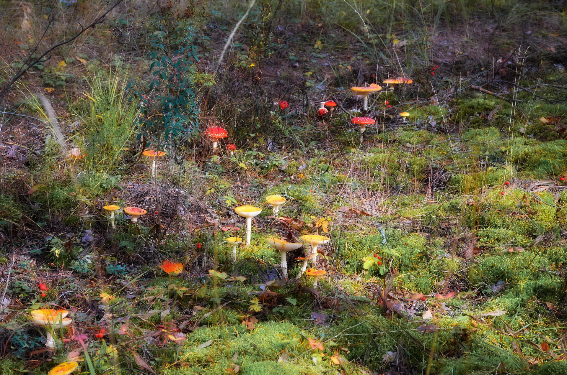 Мухоморово царство