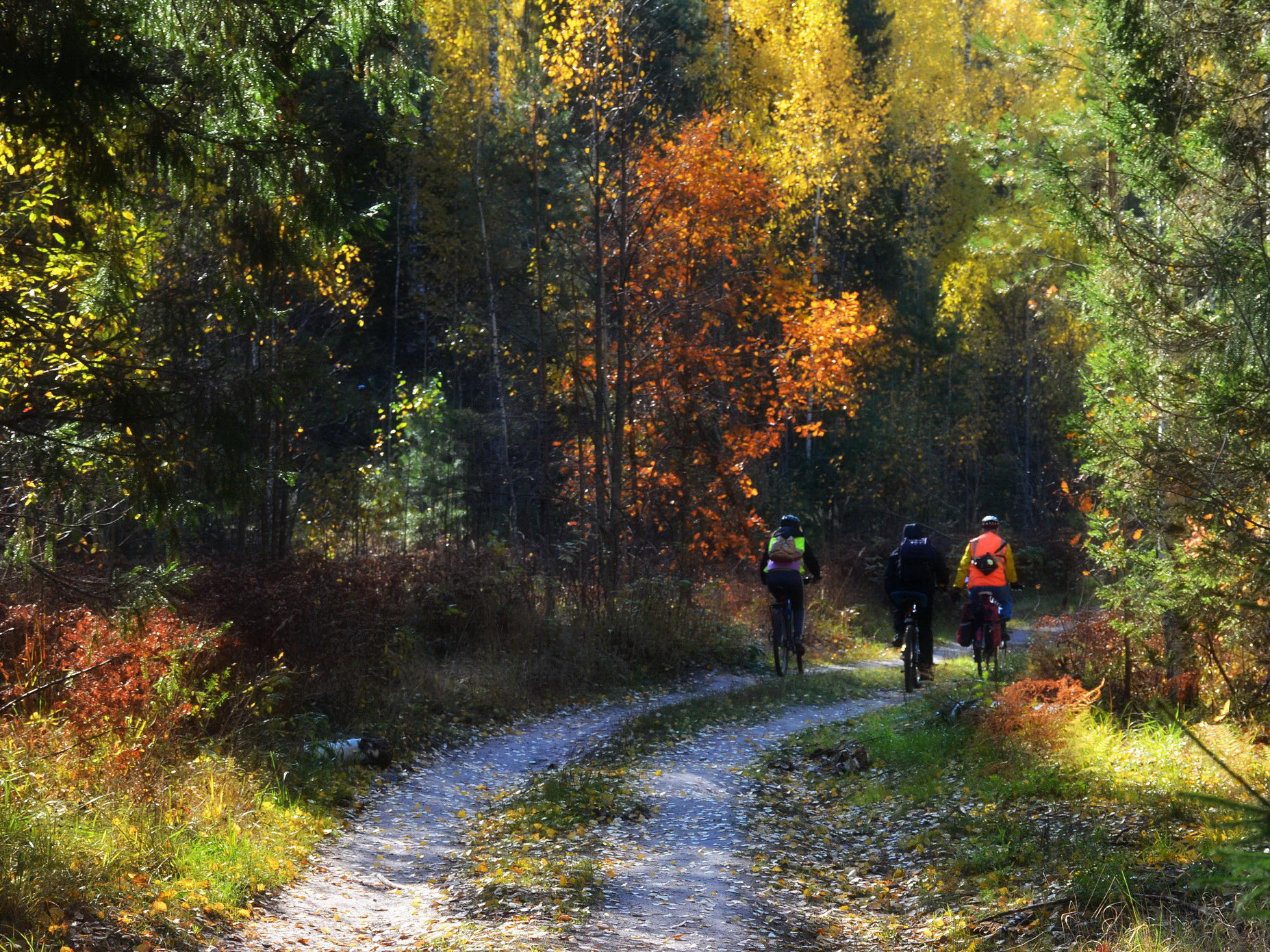 Дорога в осень