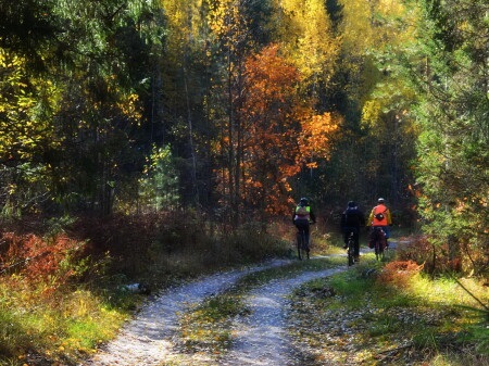 Дорога в осень