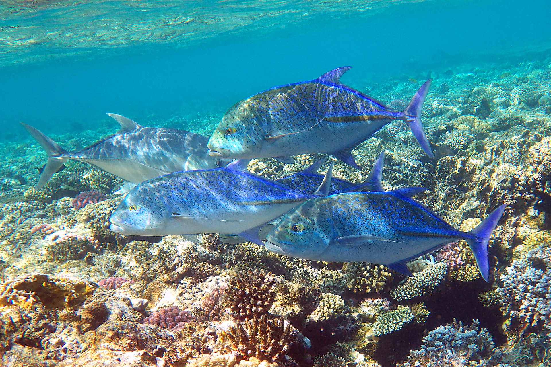 Синепёрые каранксы