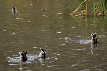 Синхронное плавание уток