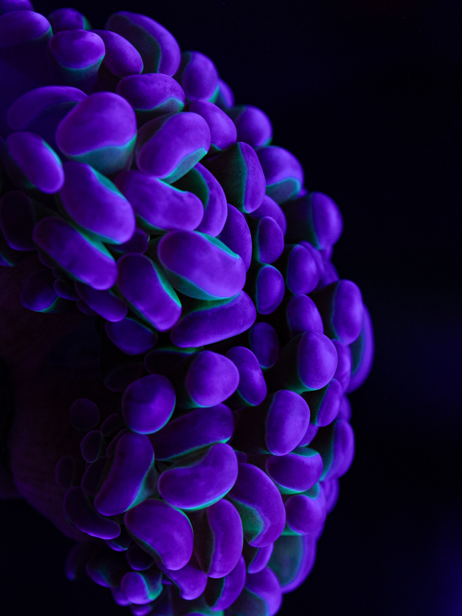 Подводное царство