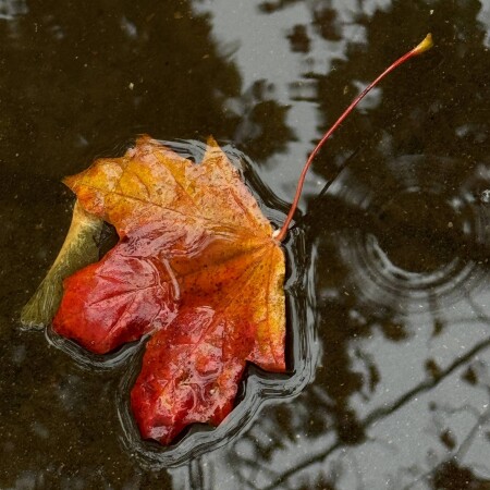 Осенний лист