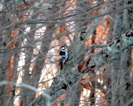 Малый пёстрый дятел