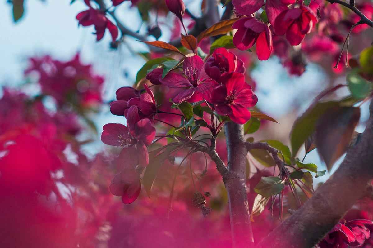 Цвет марсала