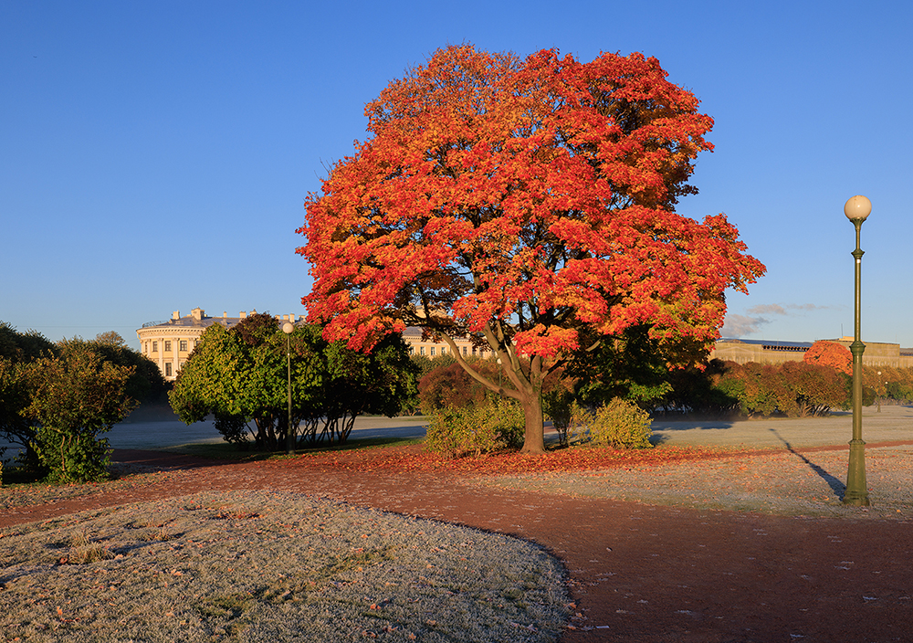 Клён кудрявый