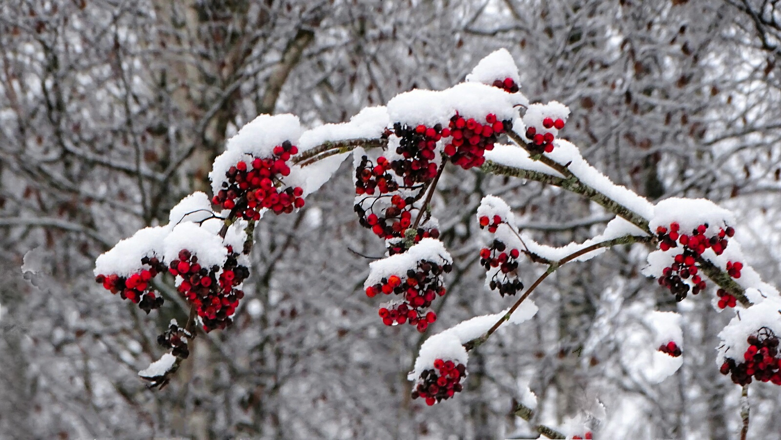 Природа Смоленщины 