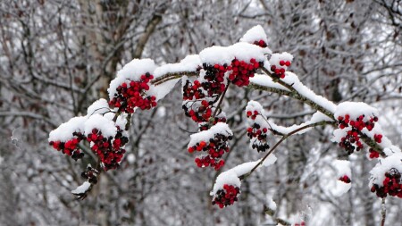 Природа Смоленщины 