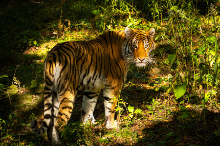 Оглянись незнакомый прохожий, Мне твой взгляд неподкупный знаком...