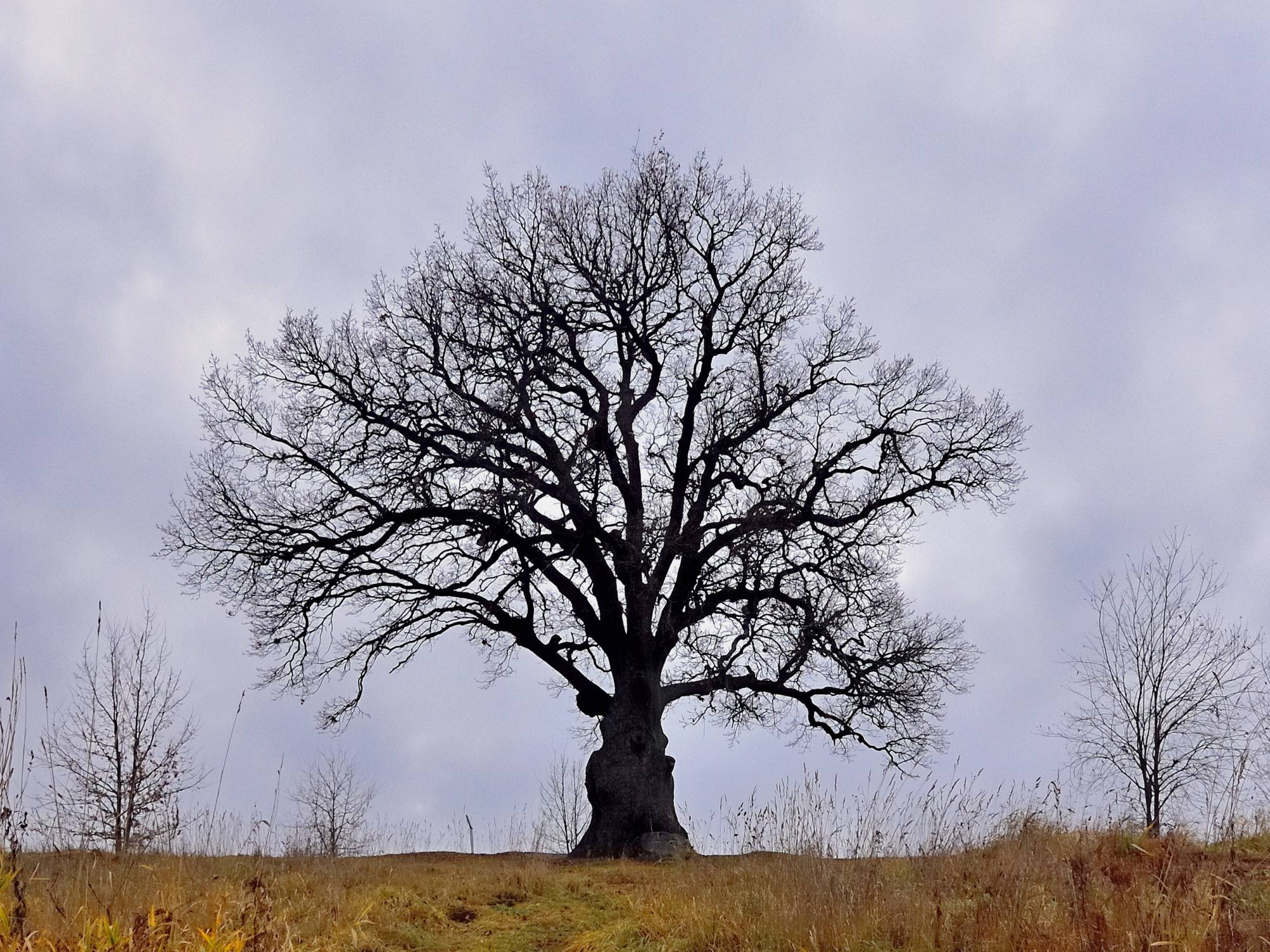 Ириновский дуб