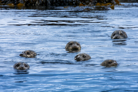 Морской спецназ