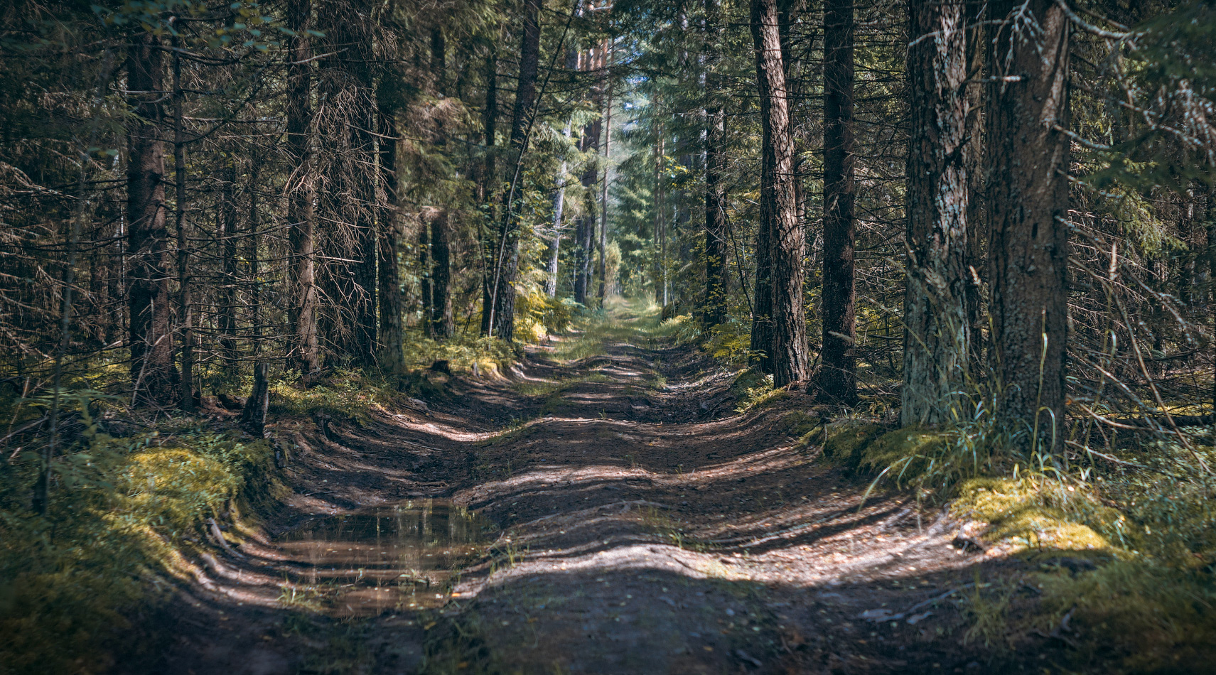 Контрасты леса