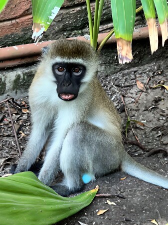 Зелёная мартышка