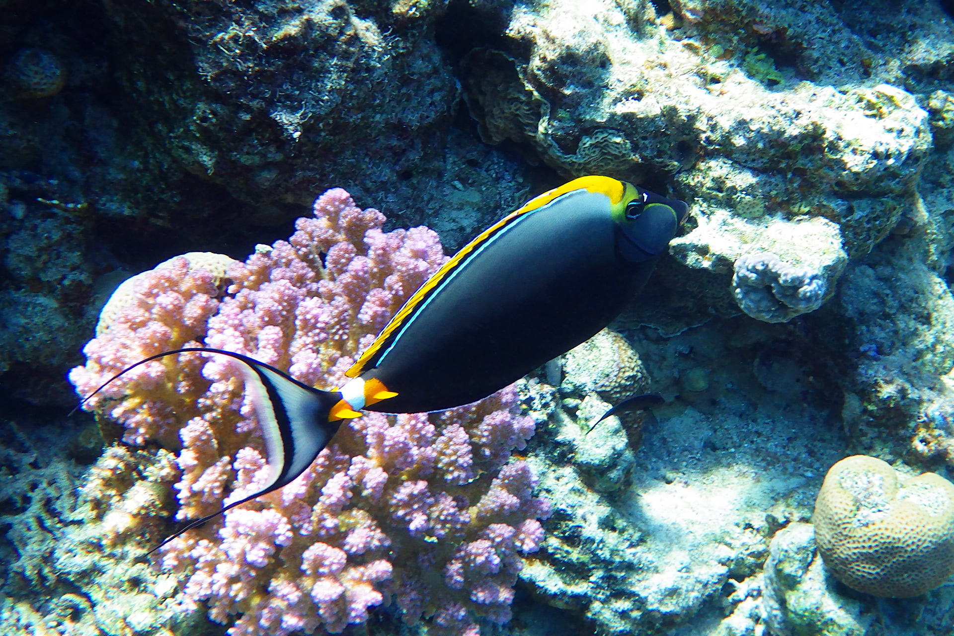 Изящный единорог