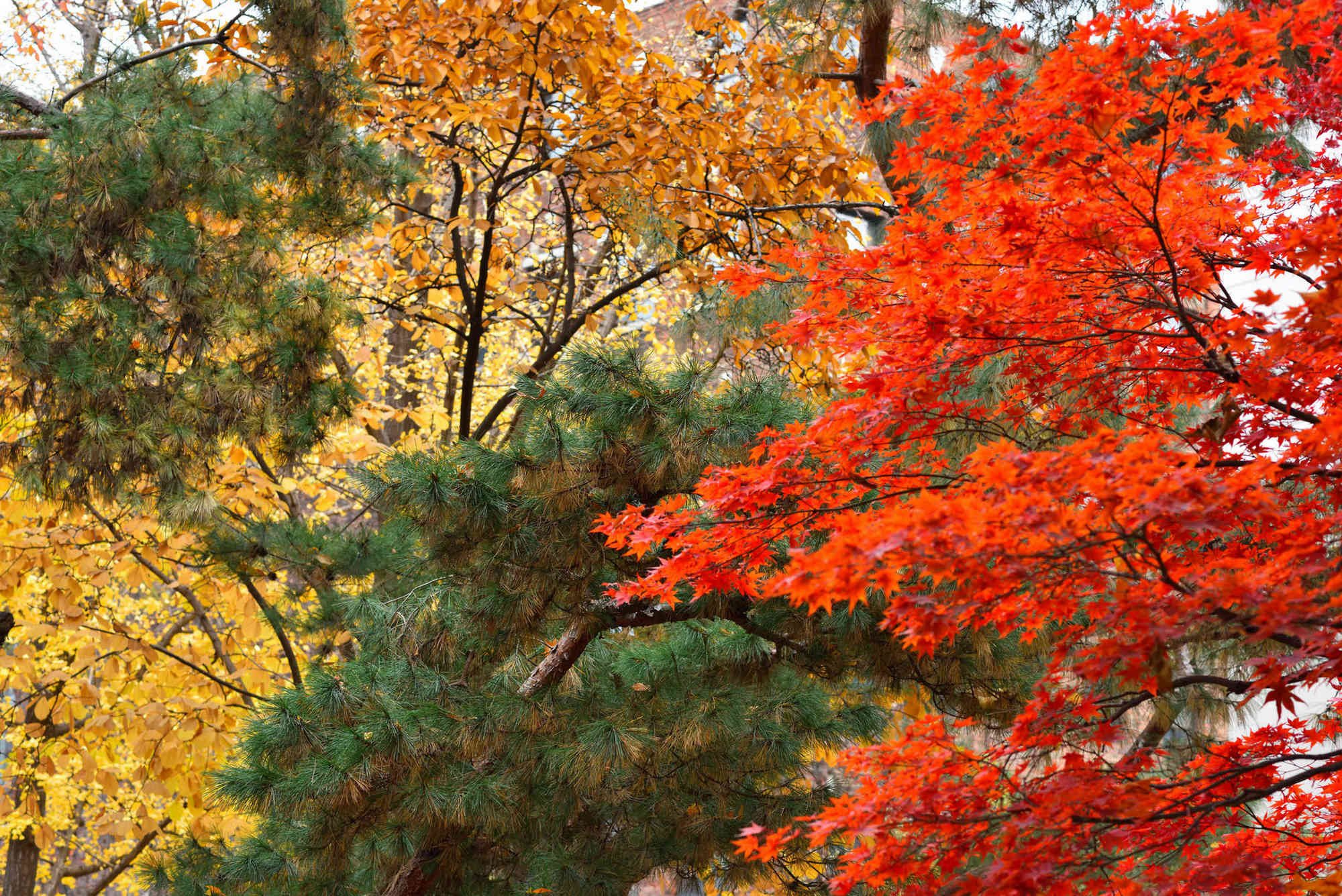 Краски осени