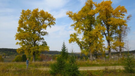 Тополиный цвет