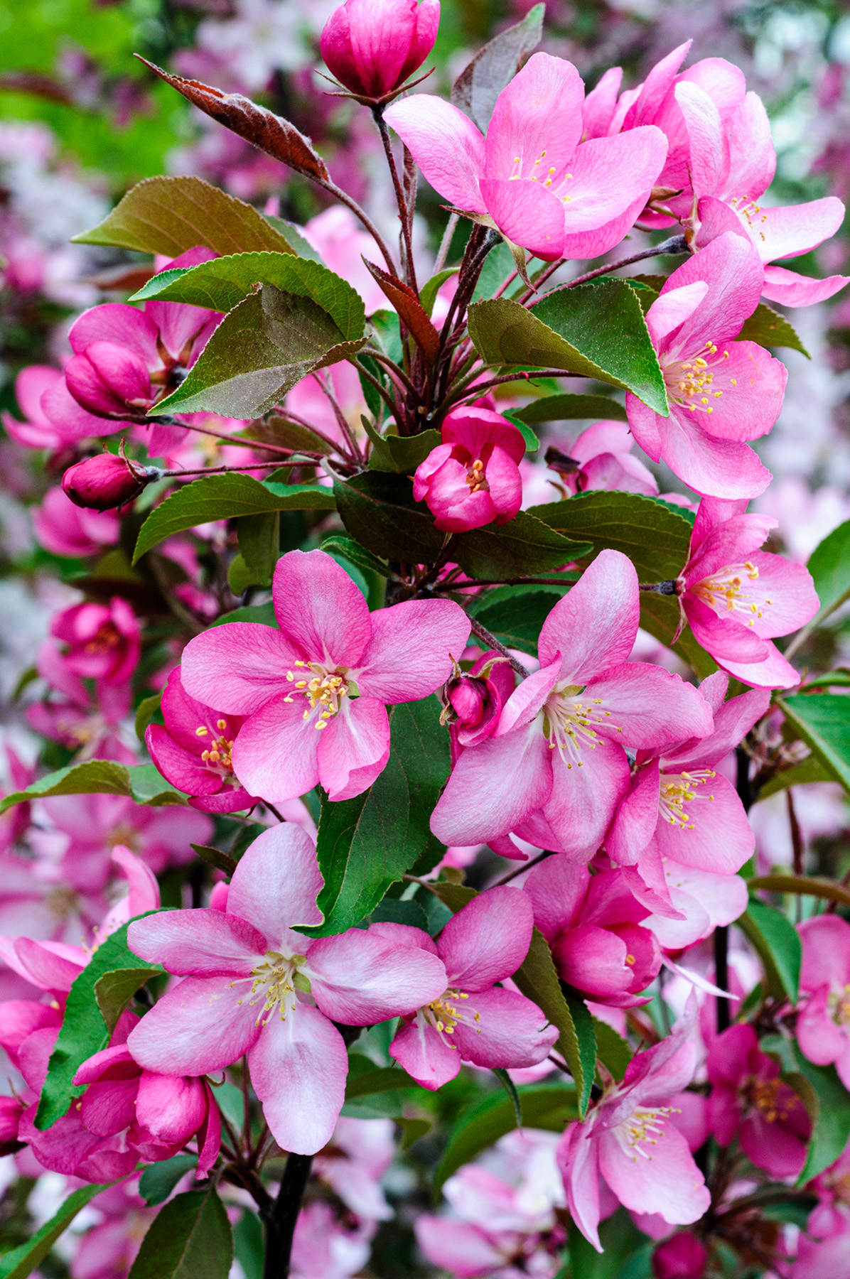 Без названия