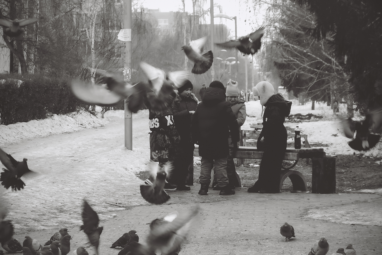 Голуби детства