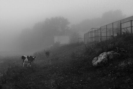 Утренний туман