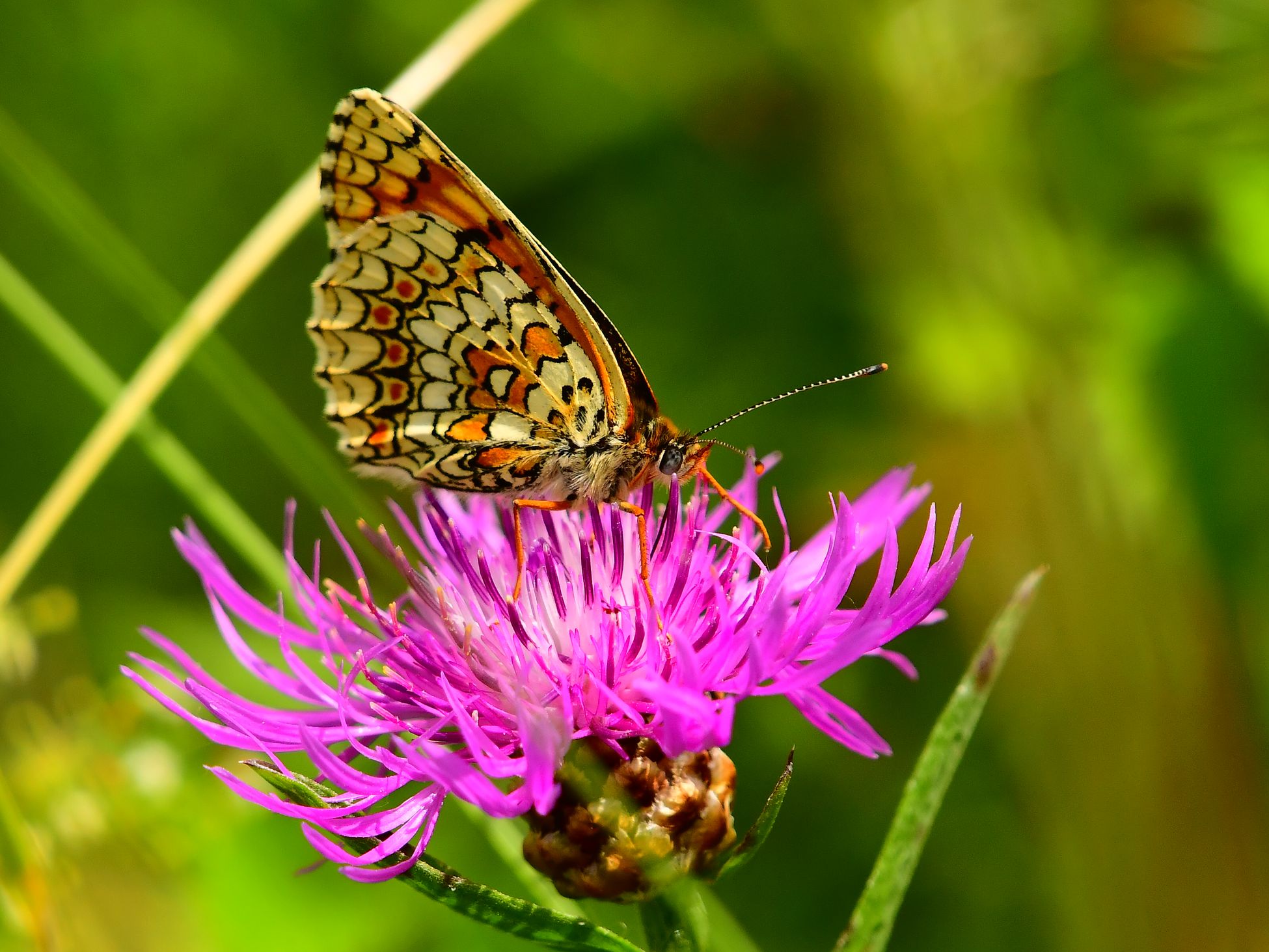 Краски лета