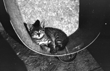 Мойдодыр :)_