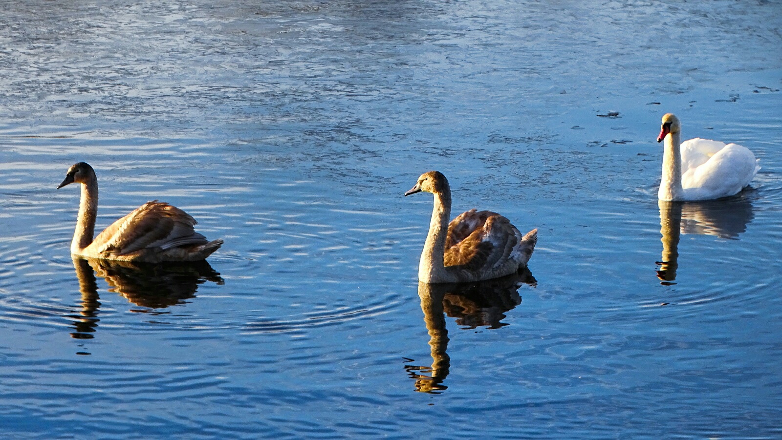 Животные и птицы