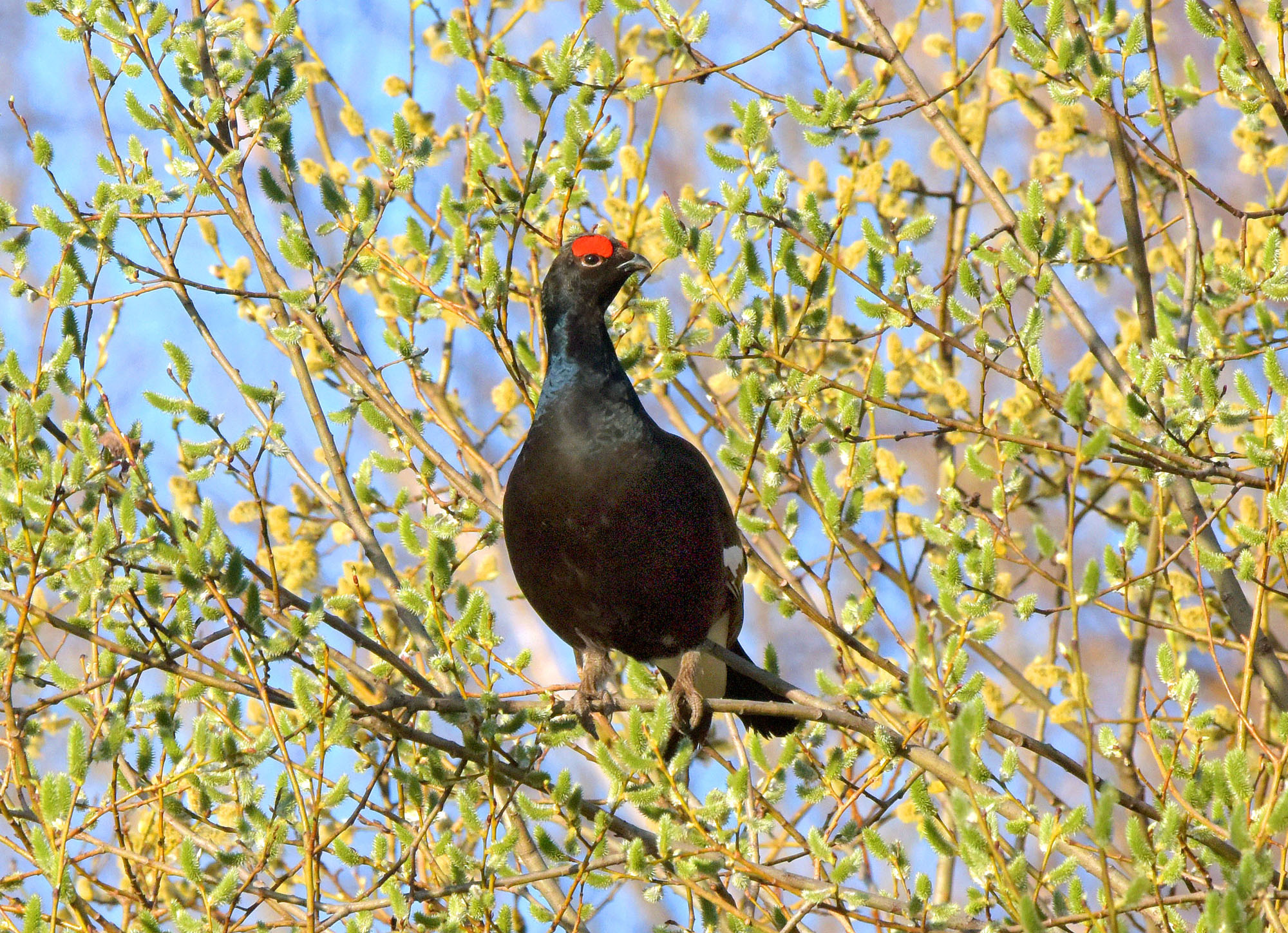 Весенние краски