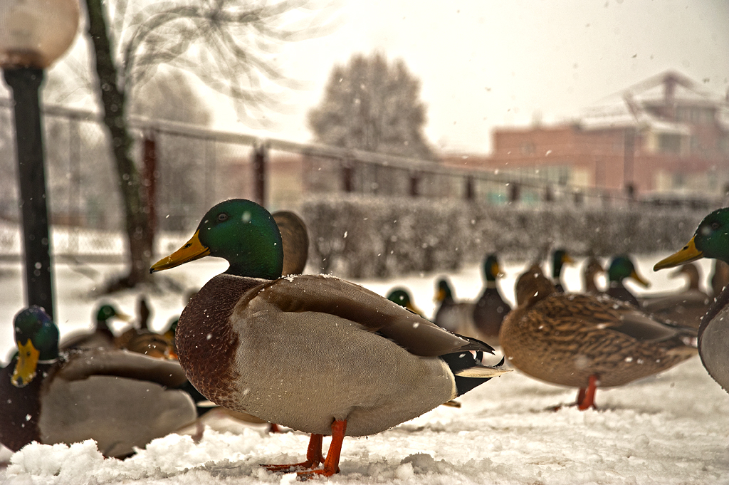 Скрудж Макдак... ))