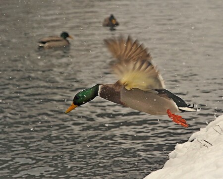 Опаньки, опаньки - мы намочим попаньки... ))