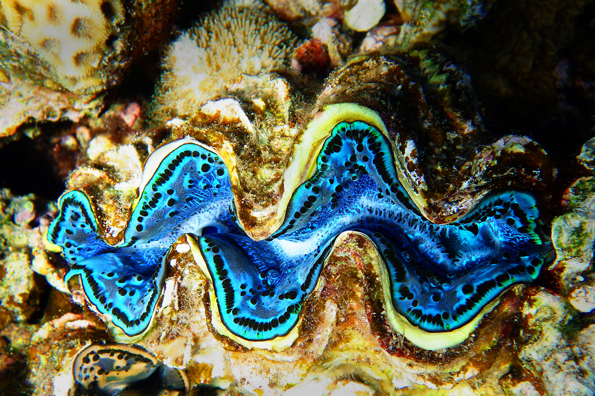 Формы жизни