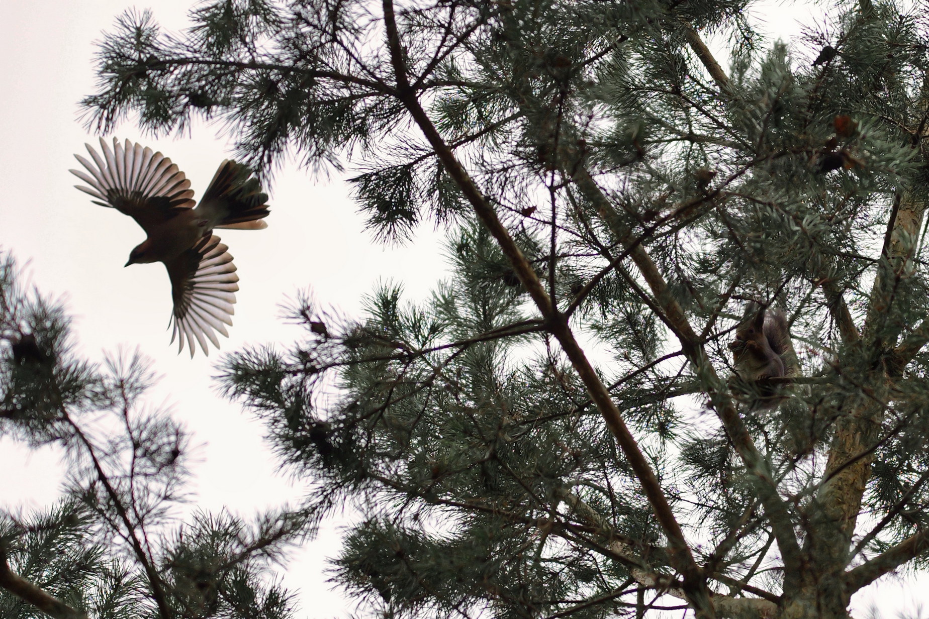 Белка и Стрелка