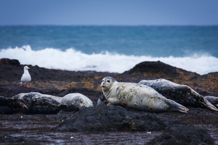 Залёжка тюленей