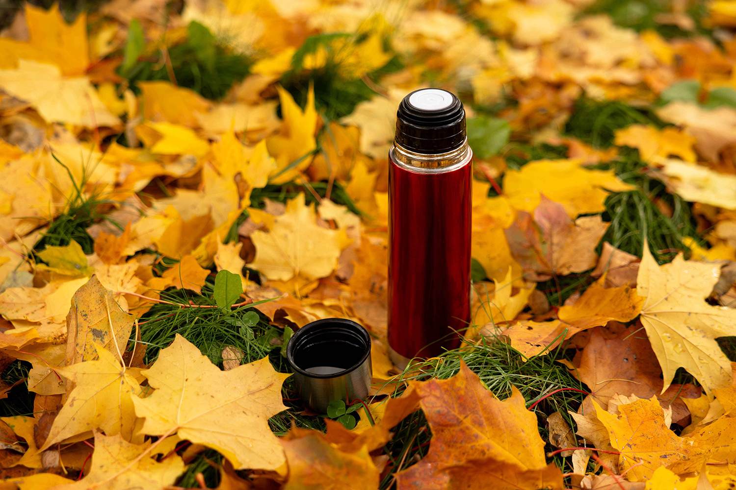 Тепло осени 