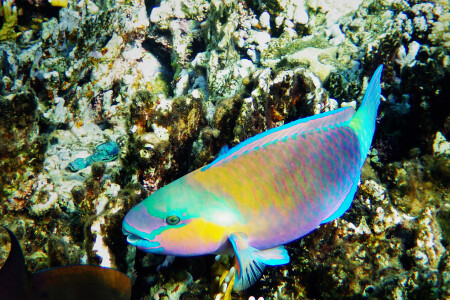 Рыба-попугай