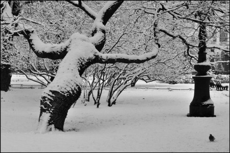 Здравствуй, дерево ...!