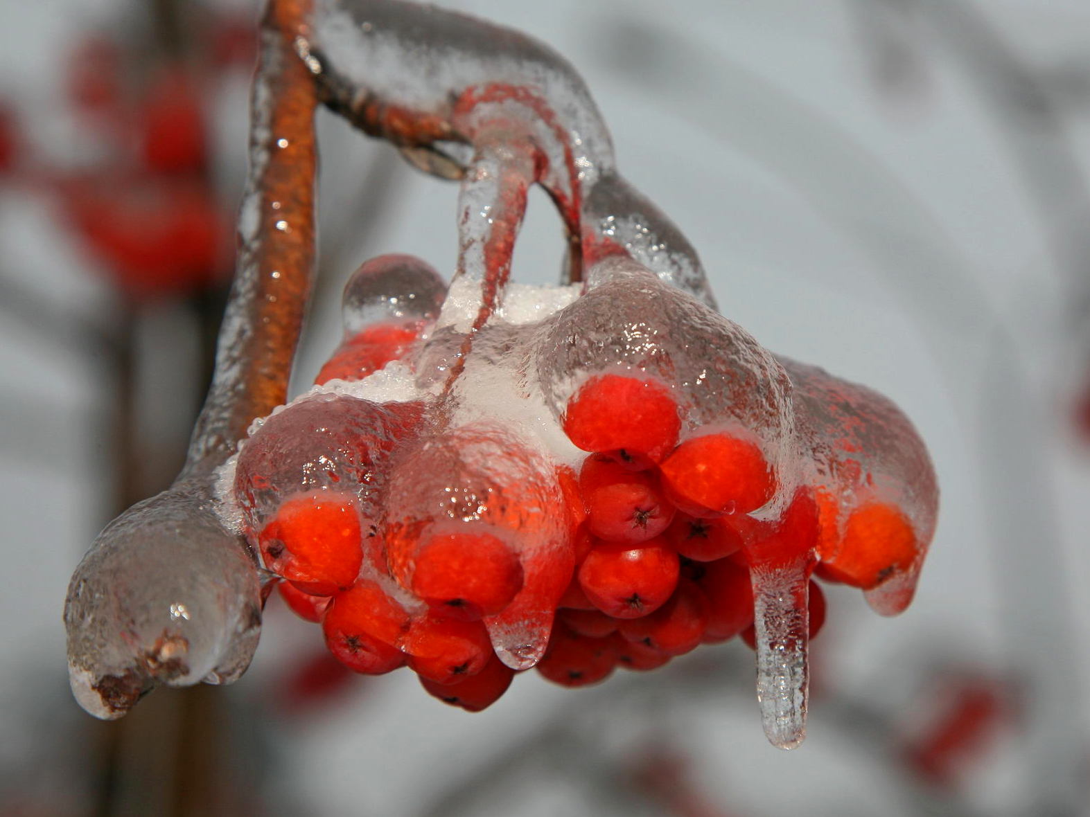 Рябина во льду