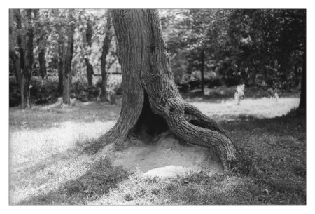 дерево, которое