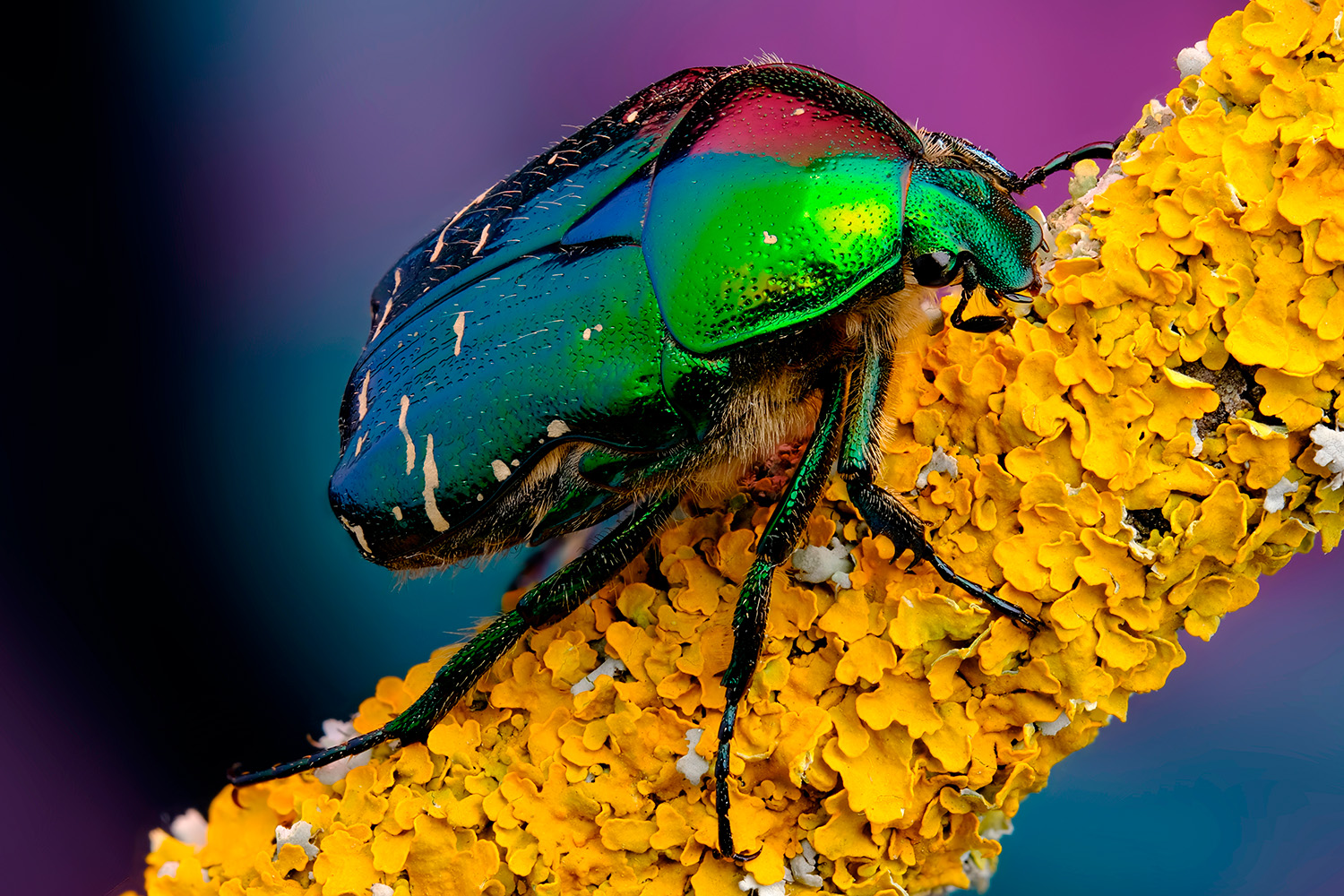 Золотистая бронзовка (лат. Cetonia aurata)