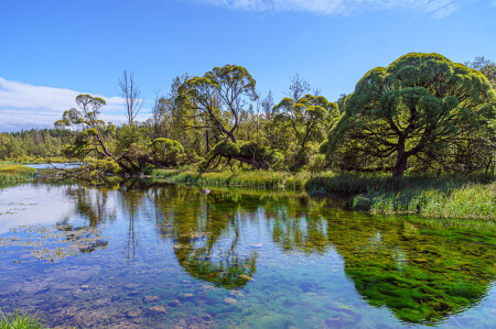 Старые ивы у пруда усадьбы Рериха в Изваре