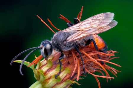 Оса аммофила - Ammophila