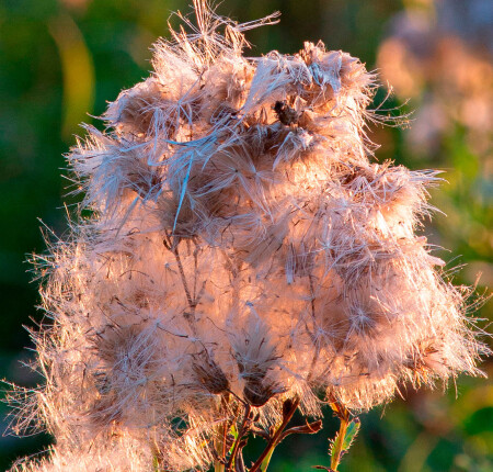 Оттенки нежности