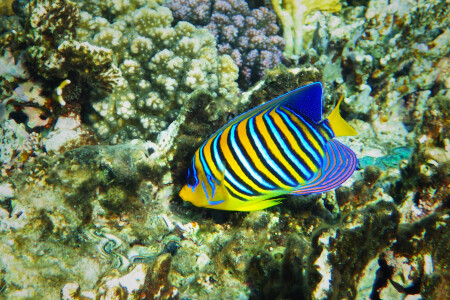 Королевский ангел