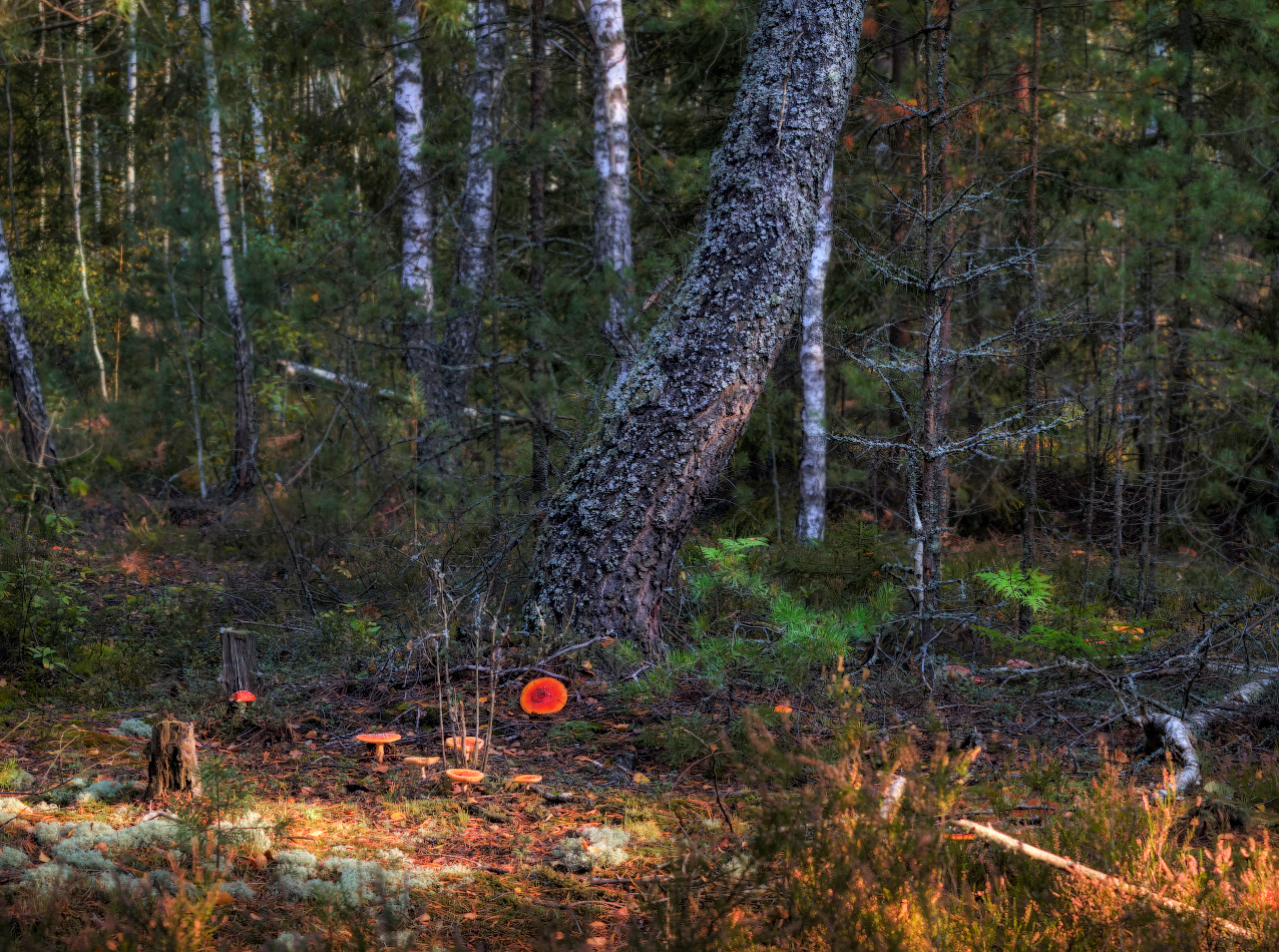 Лесной этюд