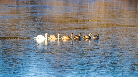 Животные и птицы